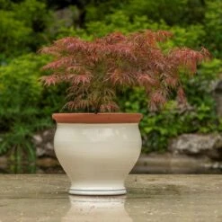 Ivory Bellied Planter 14 Ivory Bellied Planter -KANG Plants Shop pr2000045026 card5 lg