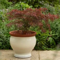 Ivory Bellied Planter 15 Ivory Bellied Planter -KANG Plants Shop pr2000045026 card6 lg