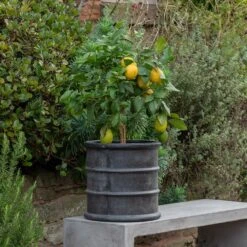 Greystoke Barrel Planter -KANG Plants Shop pr2000046297 card10 lg