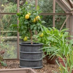 Greystoke Barrel Planter -KANG Plants Shop pr2000046297 card7 lg