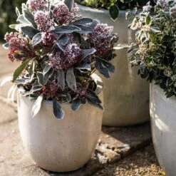 Glazed Ceramic Pot - White -KANG Plants Shop pr2000046300 card5 lg