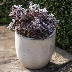 Glazed Ceramic Pot - White -KANG Plants Shop pr2000046300 card6 lg