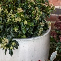 Glazed Ceramic Pot - White -KANG Plants Shop pr2000046300 card8 lg