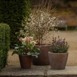 Tapered Terracotta Pot - Sandblasted 12 Tapered Terracotta Pot - Sandblasted -KANG Plants Shop pr2000046314 card4 lg