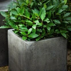 Cement Cube Pot - Waxed -KANG Plants Shop pr2000046317 card4 lg