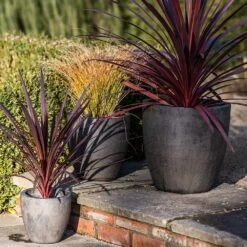 Cement Pot - Waxed 12 Cement Pot - Waxed -KANG Plants Shop pr2000046322 card5 lg