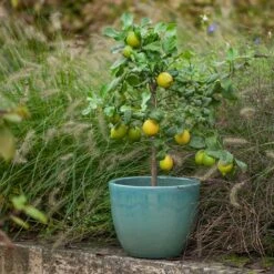 Glazed Terracotta Pot - Reef Blue 9 Glazed Terracotta Pot - Reef Blue -KANG Plants Shop pr2000046329 card2 lg