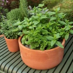 Terracotta Herb Bowl - Large -KANG Plants Shop pr2000046525 card4 lg