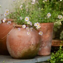 Terracotta Erigeron Pot - Large 11 Terracotta Erigeron Pot - Large -KANG Plants Shop pr2000046528 card5 lg