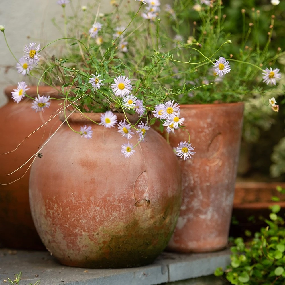 Terracotta Erigeron Pot - Large 7 Terracotta Erigeron Pot - Large - Image 5