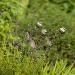 Poppy Seed Head Stake - Large Seed Head 21 Poppy Seed Head Stake - Large Seed Head -KANG Plants Shop pr2000046971 card10 lg