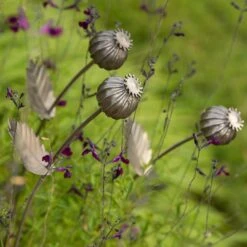Poppy Seed Head Stake - Large Seed Head 13 Poppy Seed Head Stake - Large Seed Head -KANG Plants Shop pr2000046971 card2 lg