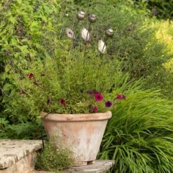 Poppy Seed Head Stake - Large Seed Head 14 Poppy Seed Head Stake - Large Seed Head -KANG Plants Shop pr2000046971 card3 lg