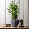 Ribbed Terracotta Plant Pot - Dark Grey 2 Ribbed Terracotta Plant Pot - Dark Grey -KANG Plants Shop pr2000047103