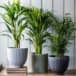 Stone Ribbed Speckle Plant Pot - Green -KANG Plants Shop pr2000047905 card3 lg