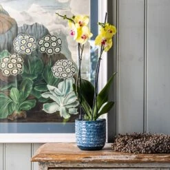 Reactive Glaze Plant Pot - Blue 6 Reactive Glaze Plant Pot - Blue -KANG Plants Shop pr2000047907 card2 lg