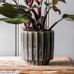 Scalloped Reactive Plant Pot - Green -KANG Plants Shop pr2000047910 card3 lg