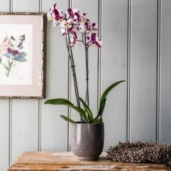 Reactive Glaze Plant Pot - Grey 6 Reactive Glaze Plant Pot - Grey -KANG Plants Shop pr2000047911 card2 lg