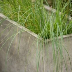 Rectangular Terrace Planter - Weathered Cream 17 Rectangular Terrace Planter - Weathered Cream -KANG Plants Shop pr2000048714 card6 lg