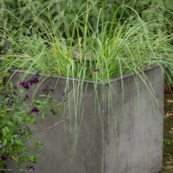 Square Terrace Planter - Weathered Cement -KANG Plants Shop pr2000048722 card2 lg