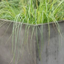 Square Terrace Planter - Weathered Cement -KANG Plants Shop pr2000048722 card5 lg