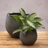 Round Glazed Ombre Plant Pot - Dark Grey -KANG Plants Shop pr2000049042