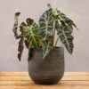 Textured Rustic Terracotta Plant Pot - Dark Brown 2 Textured Rustic Terracotta Plant Pot - Dark Brown -KANG Plants Shop pr2000049044