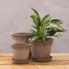 Scalloped Tapered Plant Pot With Saucer - Grey Terracotta -KANG Plants Shop pr2000049049