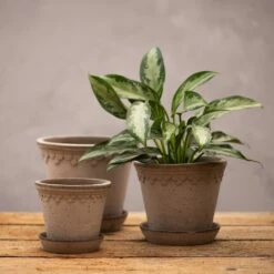 Scalloped Tapered Plant Pot With Saucer - Grey Terracotta -KANG Plants Shop pr2000049049 card3 lg