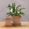Scalloped Tapered Plant Pot With Saucer - Terracotta 2 Scalloped Tapered Plant Pot With Saucer - Terracotta -KANG Plants Shop pr2000049052