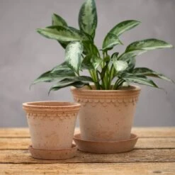 Scalloped Tapered Plant Pot With Saucer - Terracotta 9 Scalloped Tapered Plant Pot With Saucer - Terracotta -KANG Plants Shop pr2000049052 card3 lg