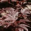Acer Palmatum 'Bloodgood' -KANG Plants Shop tr0000000081