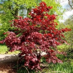 Acer Palmatum 'Bloodgood' 7 Acer Palmatum 'Bloodgood' -KANG Plants Shop tr0000000081 card2 lg