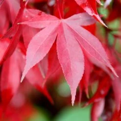 Acer Palmatum 'Bloodgood' 8 Acer Palmatum 'Bloodgood' -KANG Plants Shop tr0000000081 card3 lg