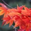 Acer Palmatum 'Osakazuki' -KANG Plants Shop tr0000000109
