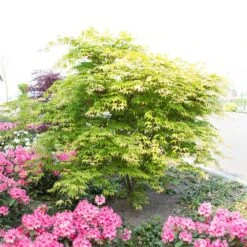 Acer Palmatum 'Osakazuki' -KANG Plants Shop tr0000000109 card4 lg