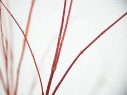 Acer Palmatum 'Sango-kaku' -KANG Plants Shop tr0000000110 card7 lg