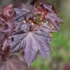 Acer Platanoides 'Crimson King' -KANG Plants Shop tr0000000124