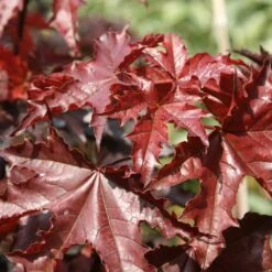 Acer Platanoides 'Crimson King' -KANG Plants Shop tr0000000124 card3 lg