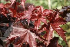Acer Platanoides 'Crimson King' -KANG Plants Shop tr0000000124 card4 lg