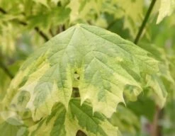 Acer Platanoides 'Drummondii' 7 Acer Platanoides 'Drummondii' -KANG Plants Shop tr0000000127 card3 lg