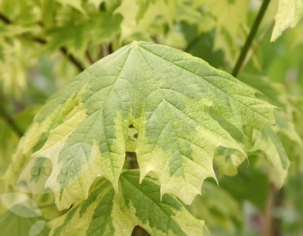 Acer Platanoides 'Drummondii' 5 Acer Platanoides 'Drummondii' - Image 3
