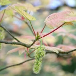 Acer Pseudoplatanus 'Brilliantissimum' -KANG Plants Shop tr0000000138 card4 lg