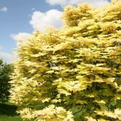 Acer Pseudoplatanus 'Brilliantissimum' -KANG Plants Shop tr0000000138 card5 lg