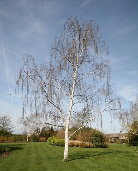 Betula Pendula 4 Betula Pendula - Image 2