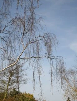 Betula Pendula 7 Betula Pendula -KANG Plants Shop tr0000000352 card3 lg