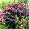 Cercis Canadensis 'Forest Pansy' -KANG Plants Shop tr0000000763