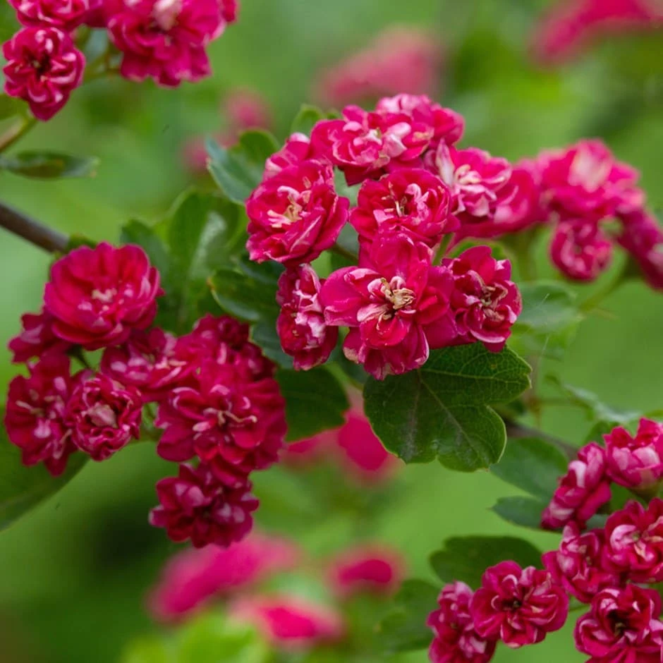 Crataegus Laevigata 'Paul's Scarlet' 3 Crataegus Laevigata 'Paul's Scarlet'