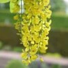 Laburnum × Watereri 'Vossii' -KANG Plants Shop tr0000004043