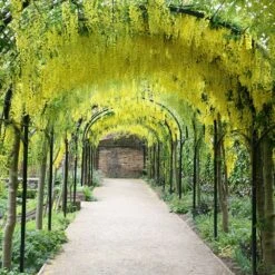 Laburnum × Watereri 'Vossii' -KANG Plants Shop tr0000004043 card2 lg